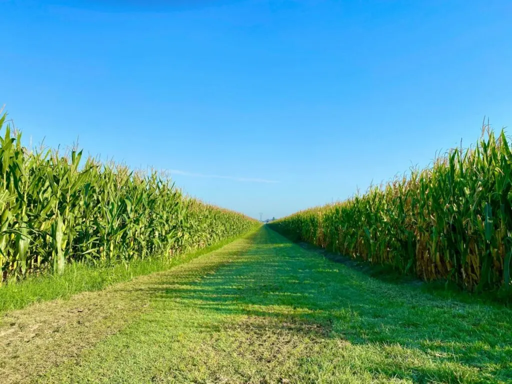 Is Corn Bad for the Environment? 22 Huge corn field farm and skyline