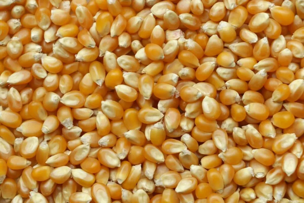 Is Corn Bad for the Environment? 20 Corn grains close-up