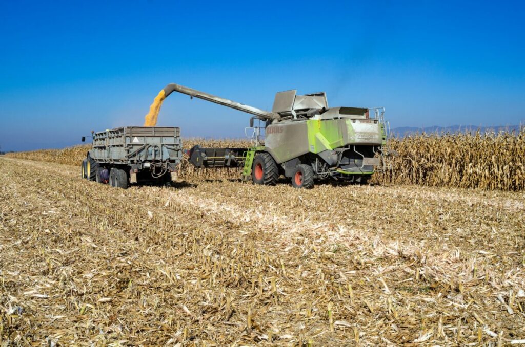Harvesting corn with a tractor and a heavy equipment