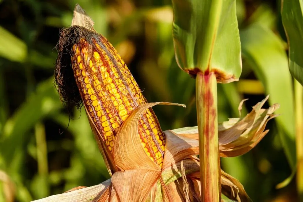 Is Corn Bad for the Environment? 7 Up-close corn plant
