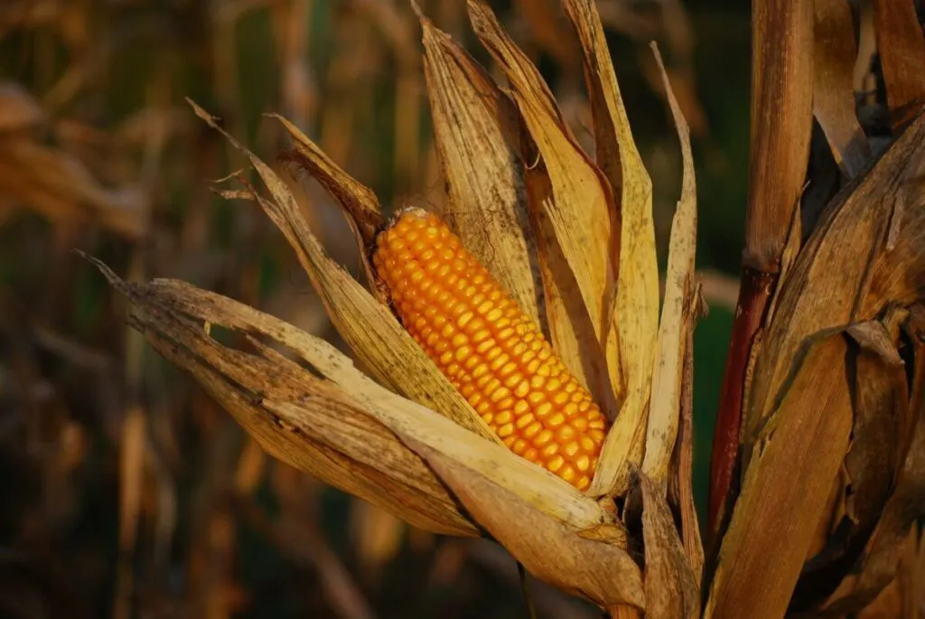 Is Corn Bad for the Environment? 21 Corncob close-up