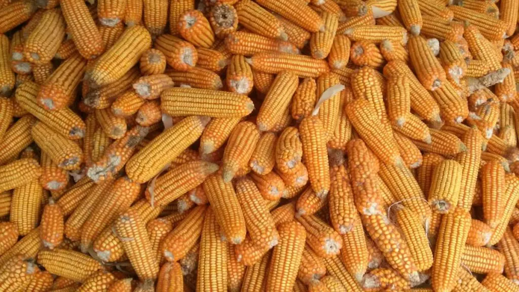 Is Corn Bad for the Environment? 10 Pile of corns