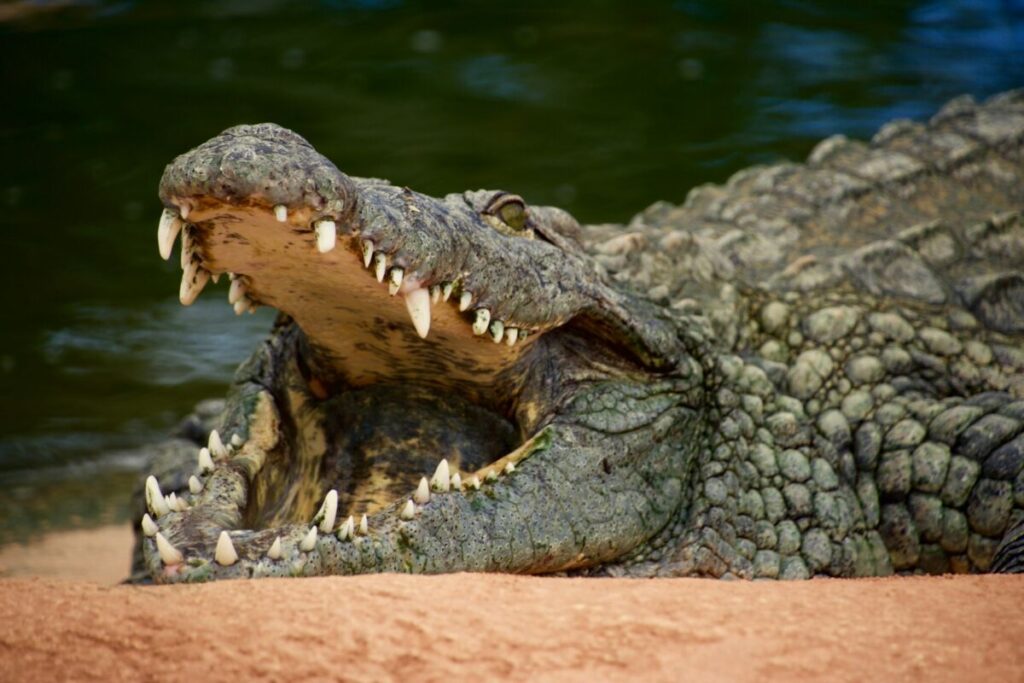 Alligator vs Crocodile: Unveiling the Riveting Battles of Reptilian Might 3 Crocodile mouth and face close-up