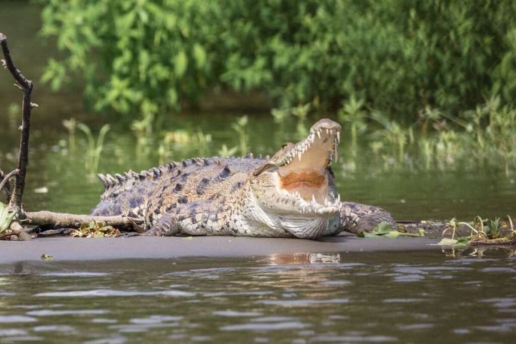 Dangerous crocodile with mouth wide open 