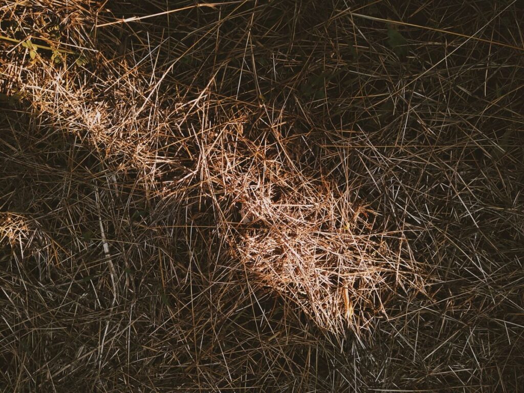 Is Ice Melt Bad for the Environment? 13 Dead dry grass
