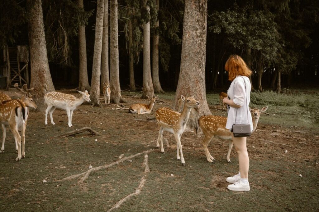 Group of Deer and a Woman