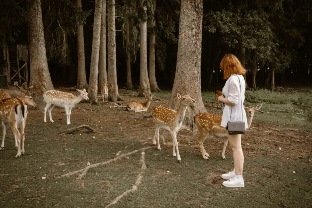 Do Deer Eat Petunias? What You Should Know 10 Group of Deer and a Woman