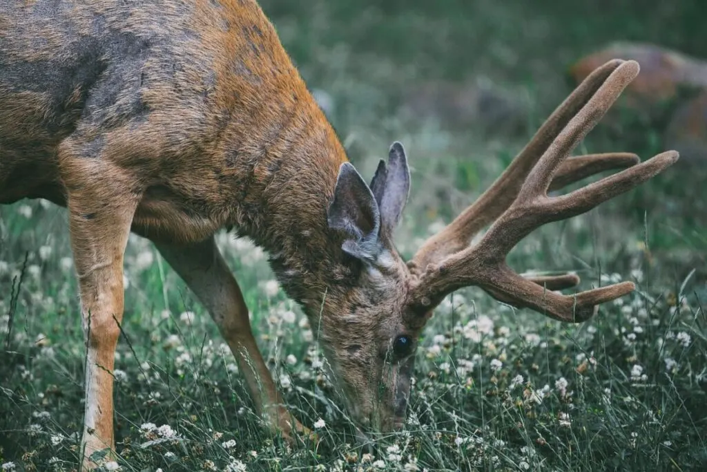 Do Deer Eat Petunias? What You Should Know 12 Deer Grazing and Eating Flowers