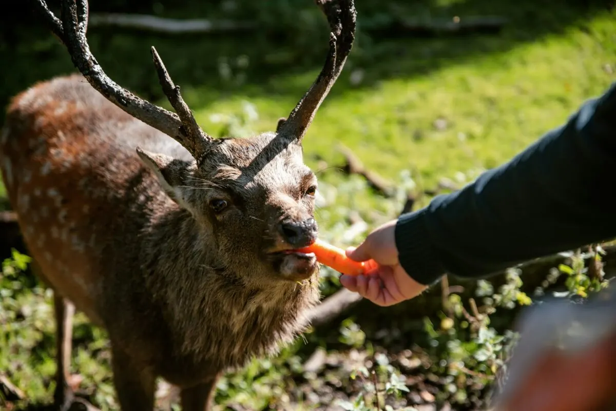 Do Deer Eat Hydrangeas? What You Need to Know 10 Man feeding a carrot to a deer in Marselisborg Deer Park