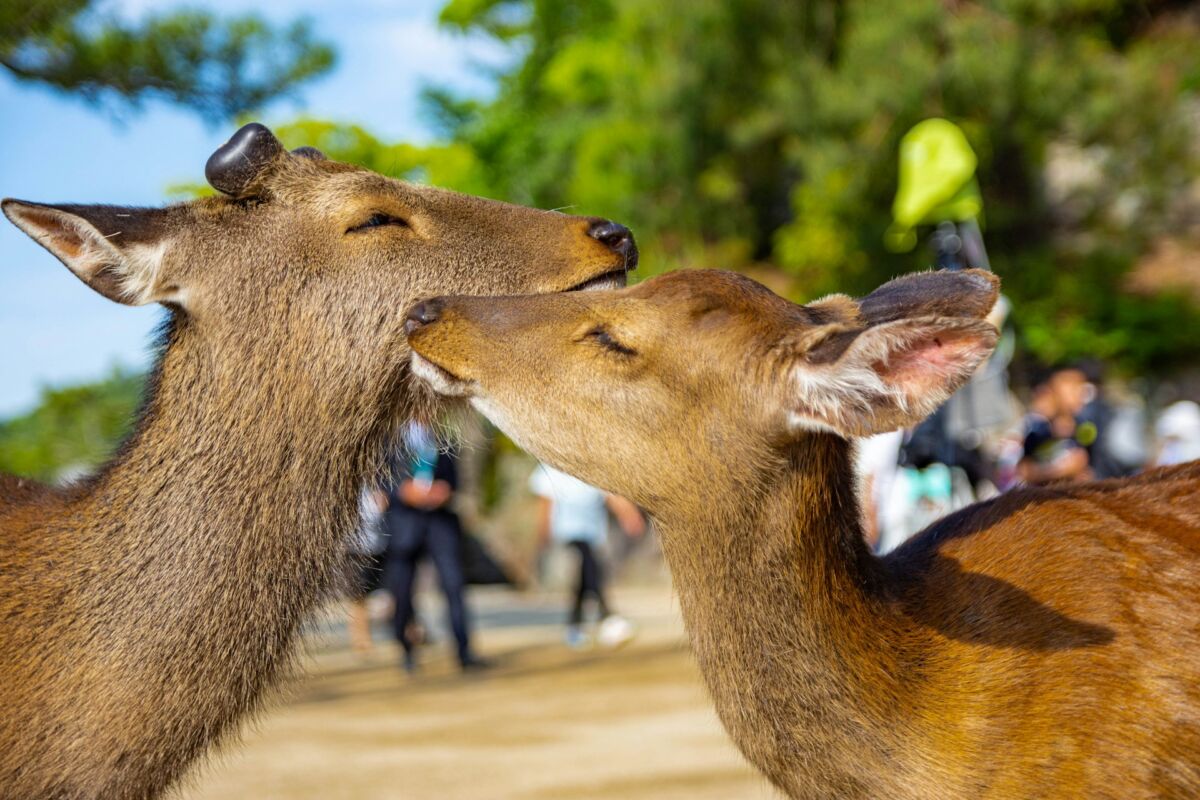 Two deers in Hiroshima, Japan