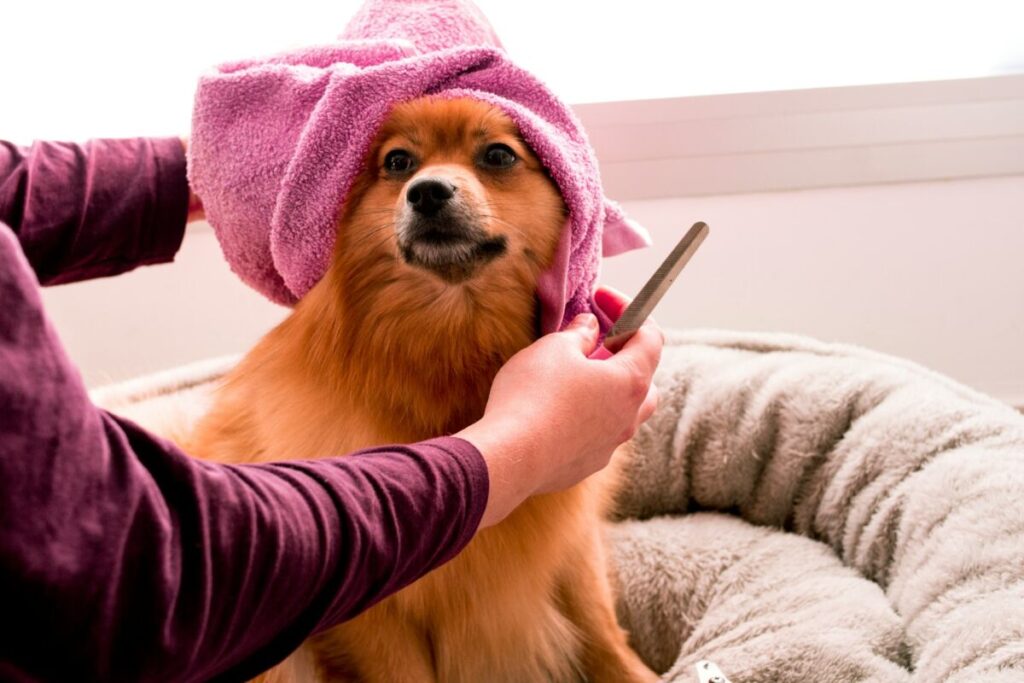 Why Do Animals Like Being Pet? Science and Body Language 3 Person brushing the coat of a brown Pomeranian dog