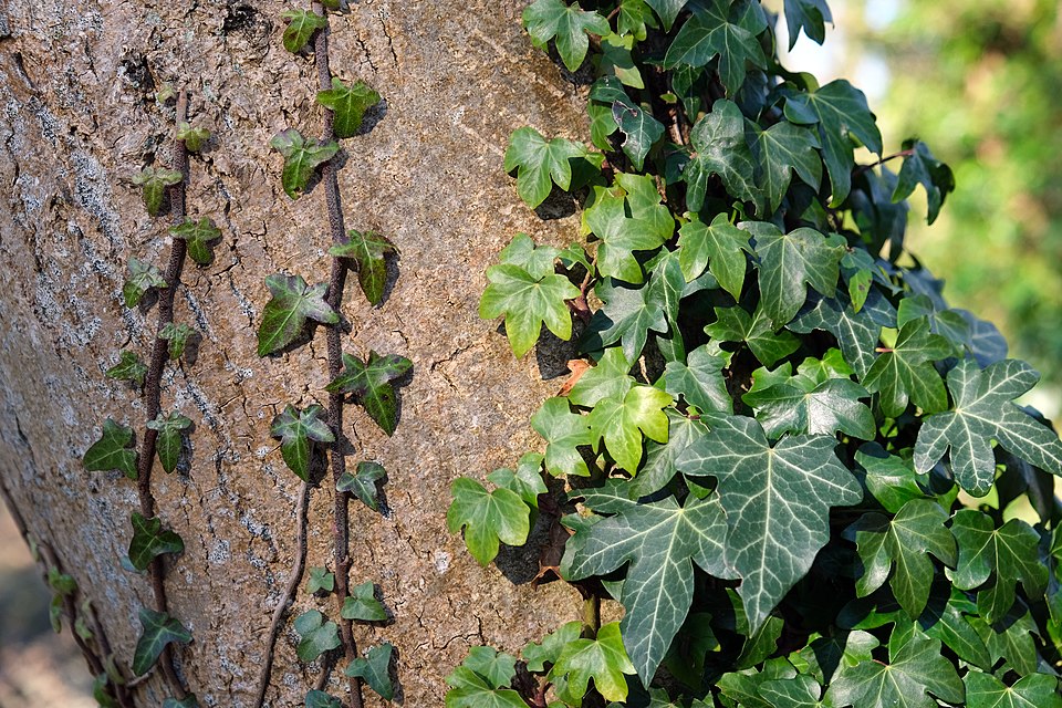 20 Types of Ivy: True Ivies, Cultivars, and Lookalikes 18 Sturdy tree enveloped by vibrant green ivy, illustrating the symbiotic relationship between the two plants.