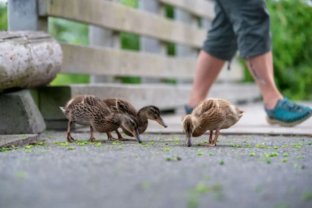 What Happens to Excess Carbohydrates in Animals? 10 Three ducklings eating