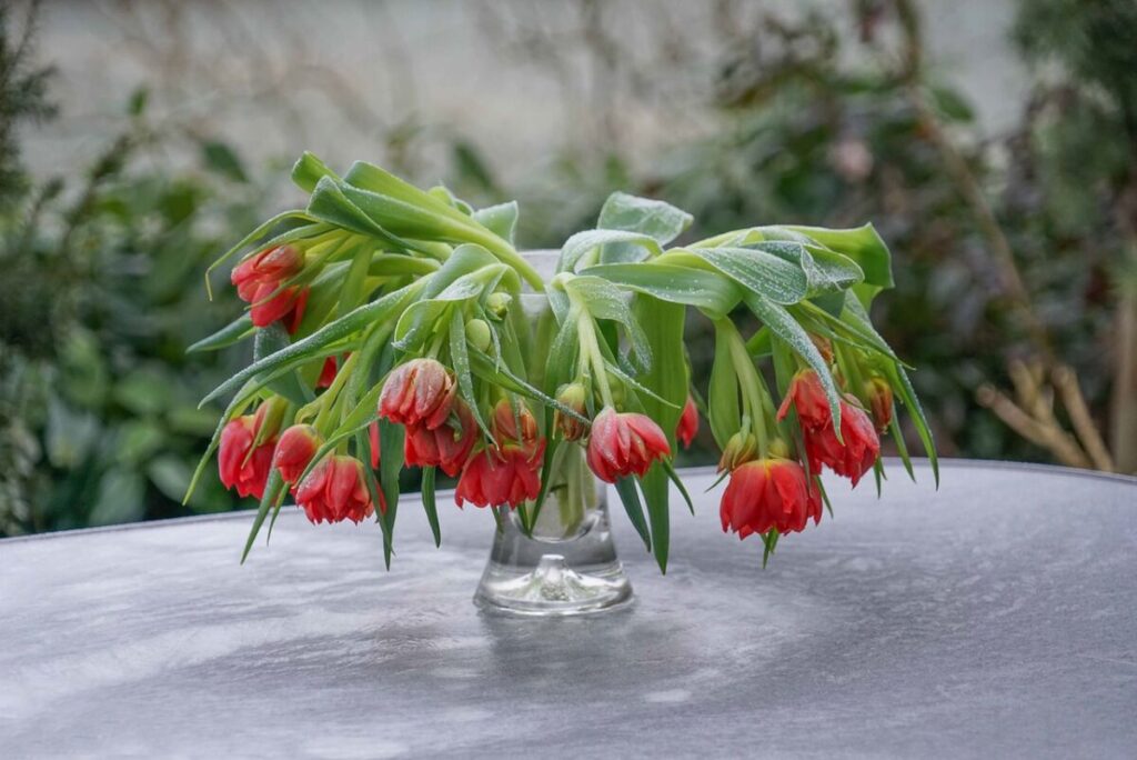 Dying tulips flowers