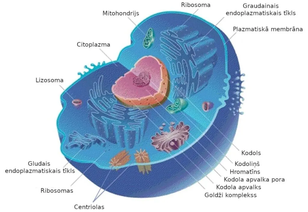 Are Humans Animals? 15 Things to Know 5 Illustration of Eukaryotic