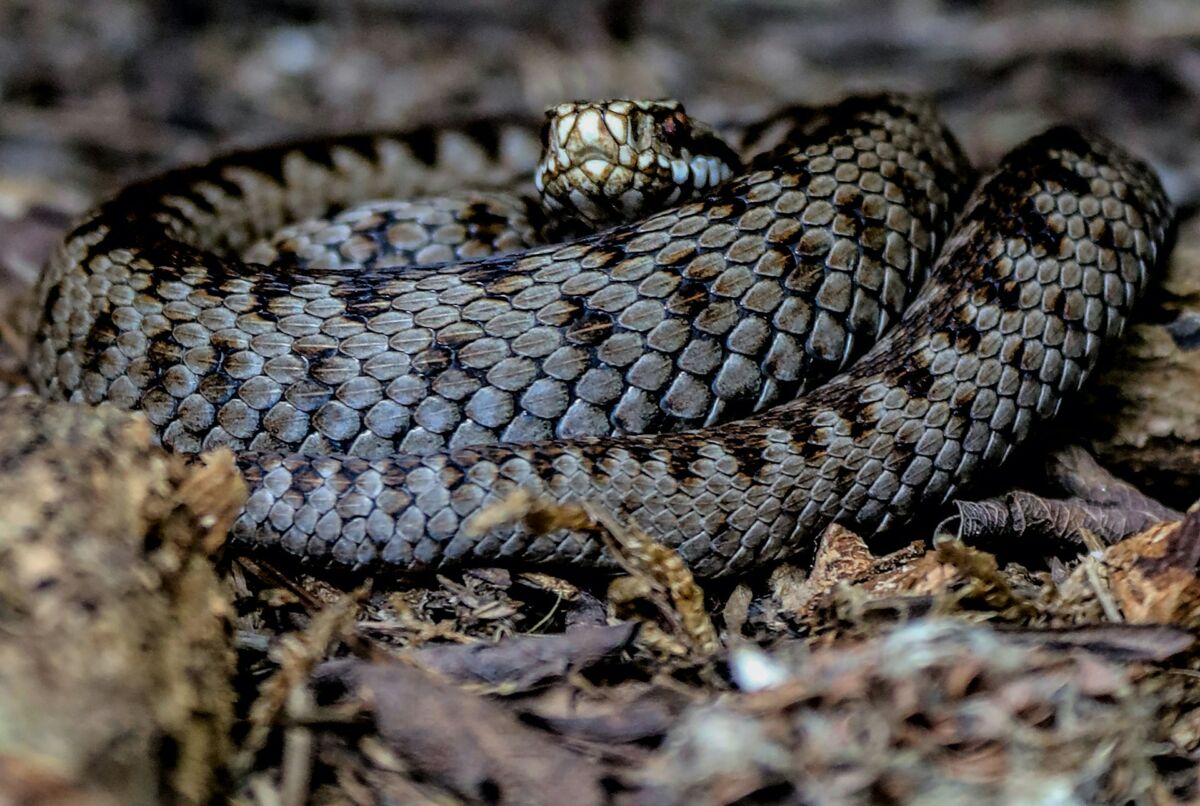 European adder in the wild