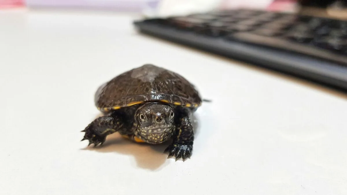 Close-up of a European pond turtle