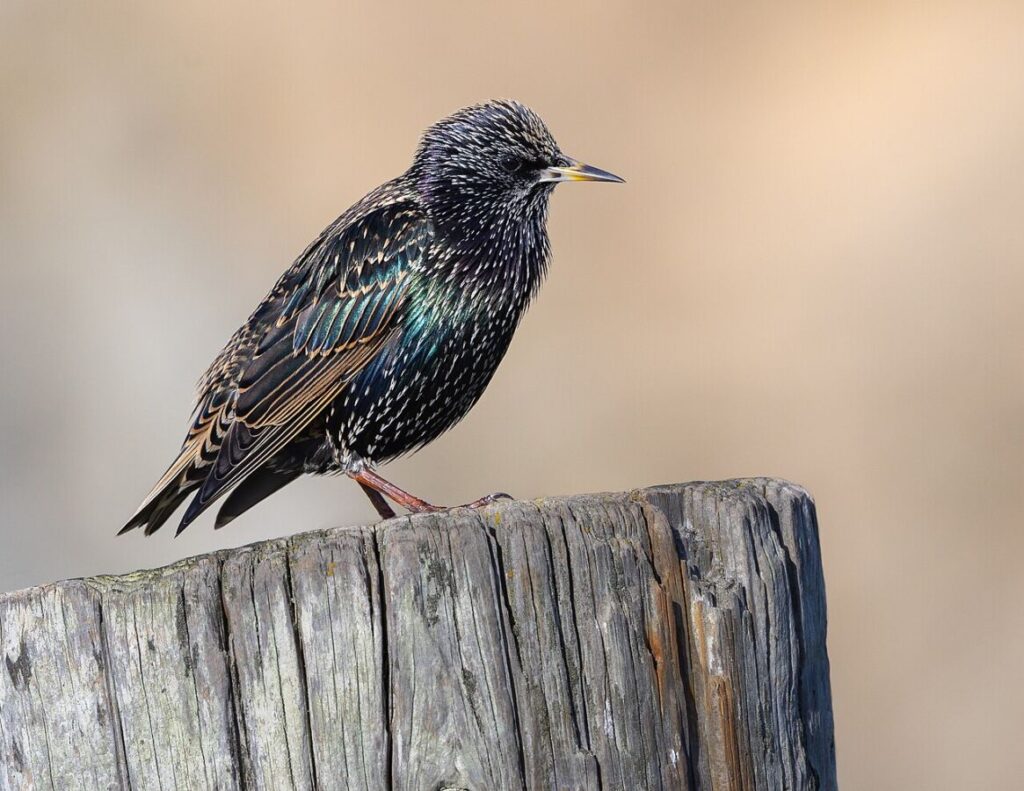 13 of the Most Populous Animals on Earth 11 European starling perched on a wooden post, showcasing its iridescent feathers and distinctive yellow beak.