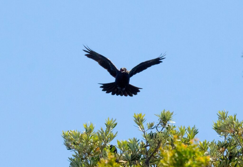 Flying juvenile raven in the wild