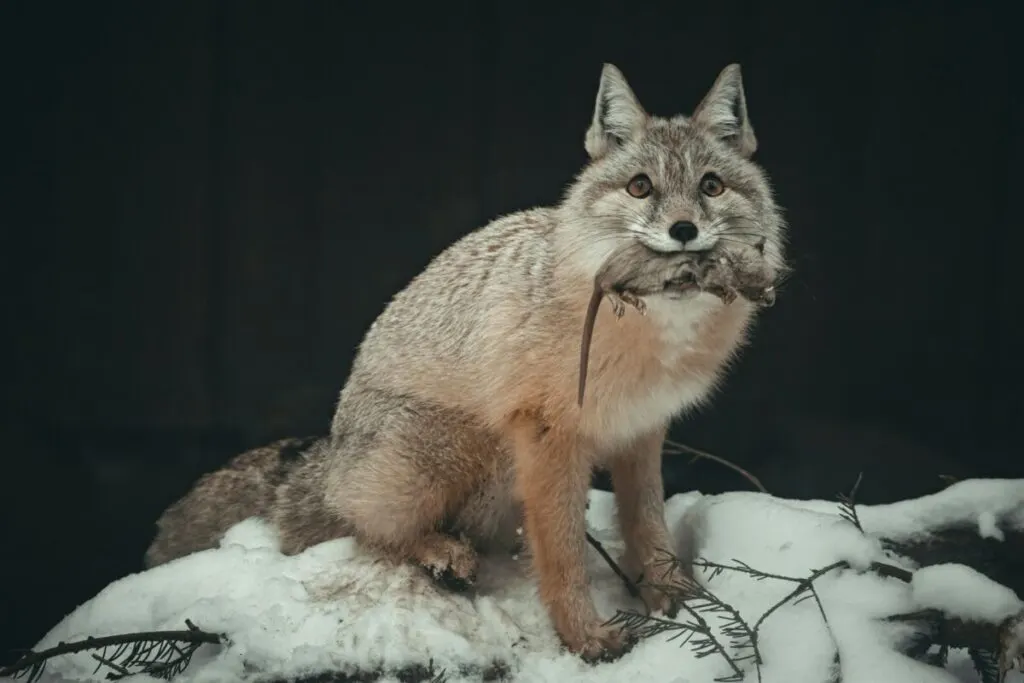 What Do Foxes Eat? Understanding the Diet of These Cunning Creatures