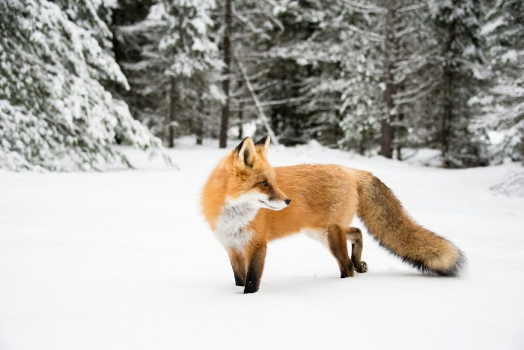 Red fox in winter