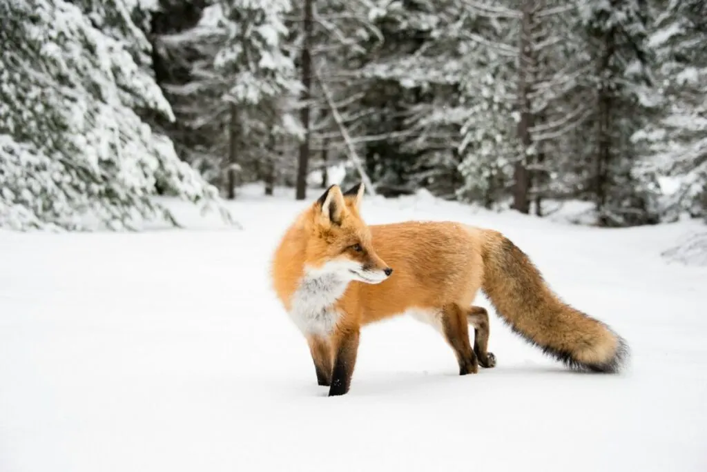 What Do Foxes Eat? Understanding the Diet of These Cunning Creatures 6 Red fox in winter
