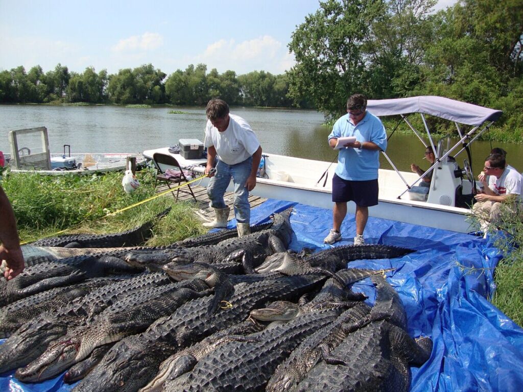 What Are the Effects of Overharvesting? 10 Several men gather around a boat containing alligators, showcasing a gator hunting expedition.