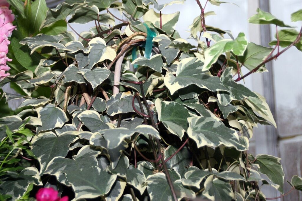 20 Types of Ivy: True Ivies, Cultivars, and Lookalikes 6 Gloire de Marengo Ivy plant with vibrant green leaves and small white flowers in a decorative pot.