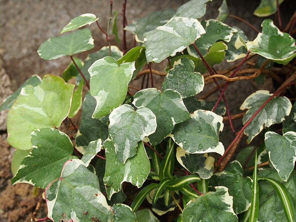 20 Types of Ivy: True Ivies, Cultivars, and Lookalikes 1 Gloire de Marengo plant featuring striking white and green variegated leaves in a natural setting.