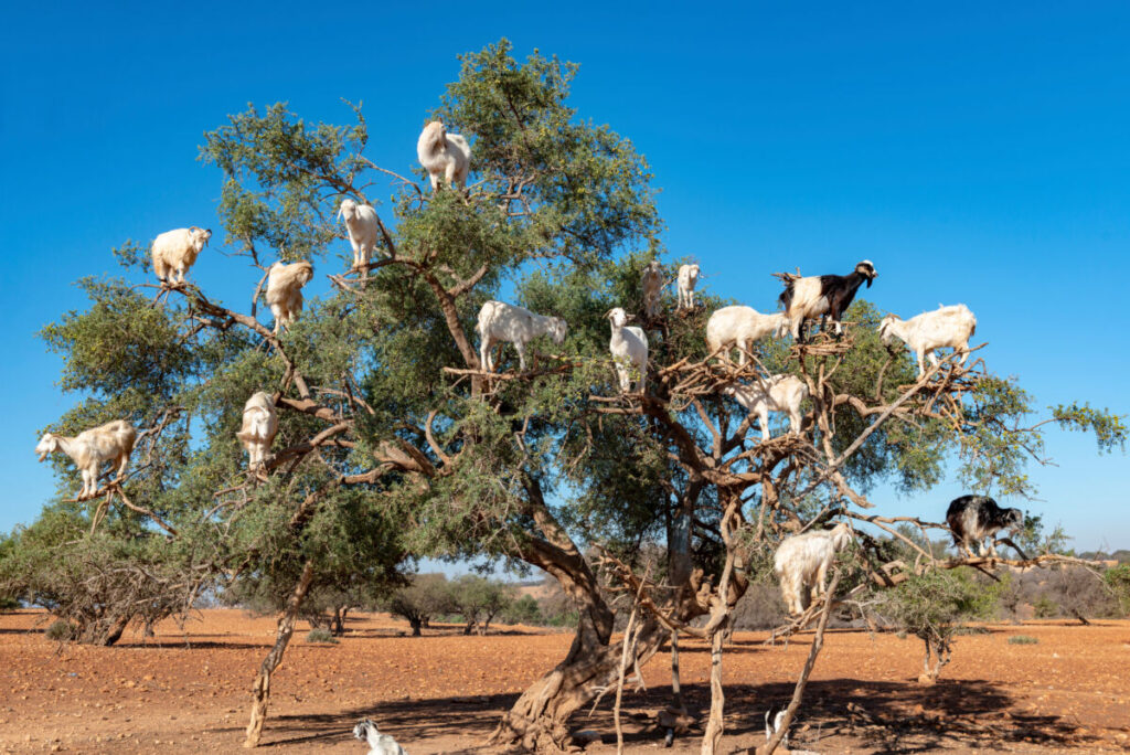 13 of the Most Populous Animals on Earth 12 Argan trees with goats grazing beneath them along the road from Marrakesh to Essaouira, Morocco.