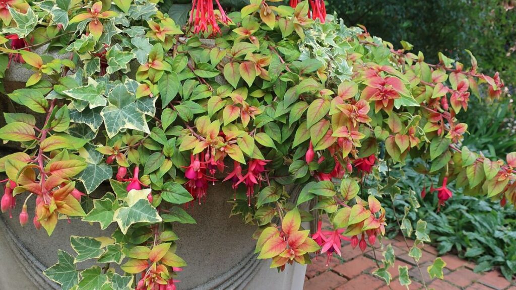20 Types of Ivy: True Ivies, Cultivars, and Lookalikes 2 Close-up of Goldchild Ivy, displaying its striking red and green leaves, highlighting the plant's colorful appearance.