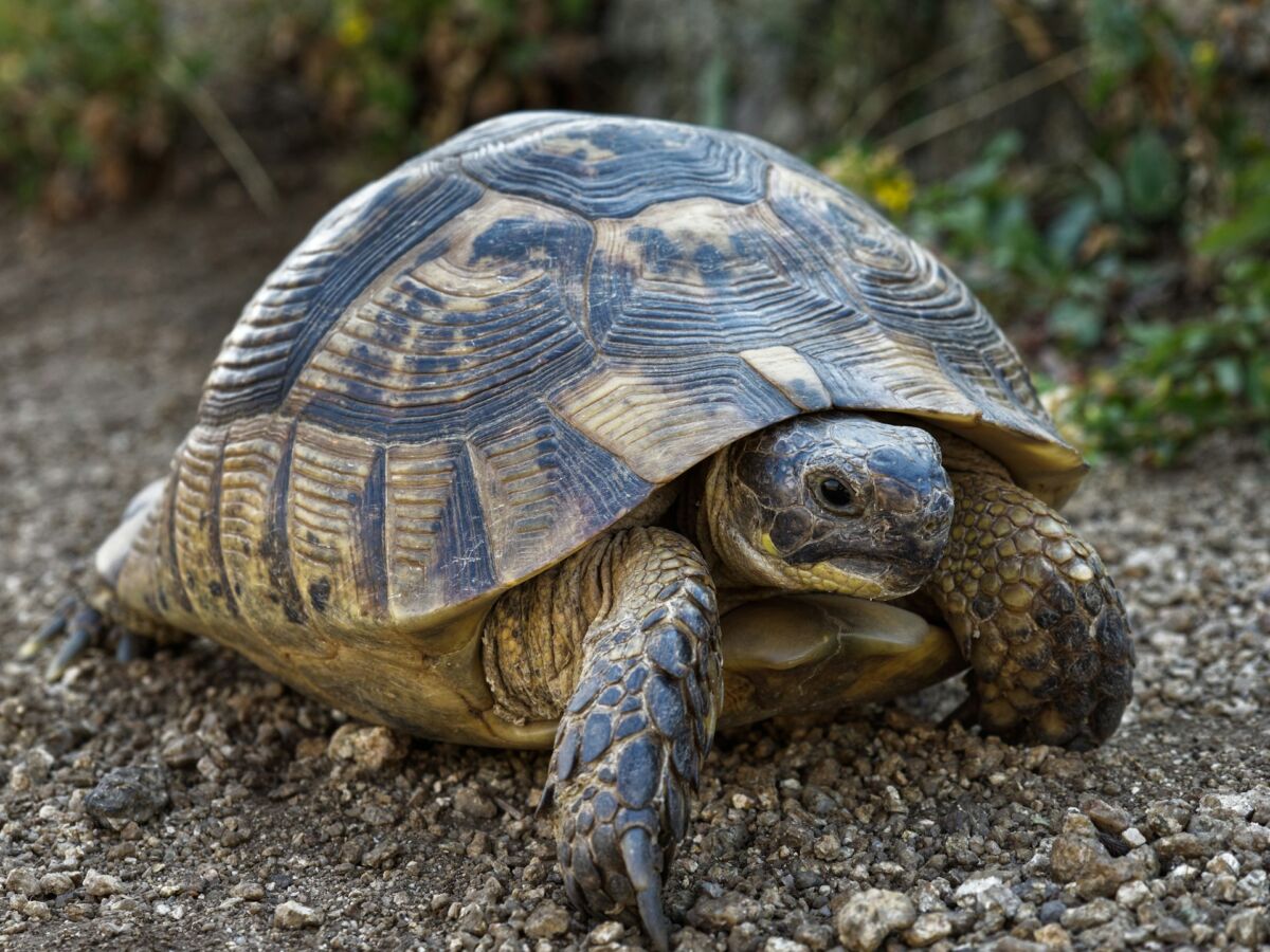 Close-up of Greek Tortoise