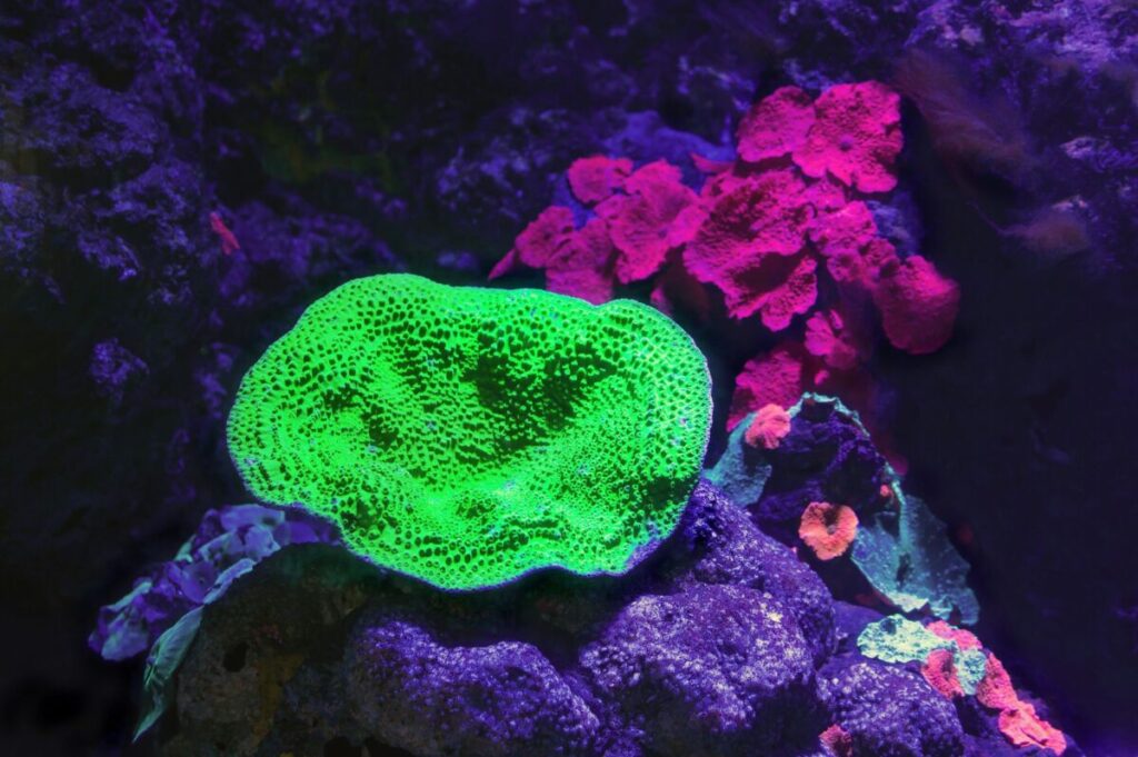 Lime green bioluminescent coral