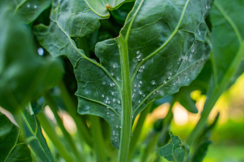 9 Essential Greenhouse Growing Strategies for Continuous Harvests Year-Round 8 Close-up of whiteflies on the underside of Brussels sprout leaves in a greenhouse setting.