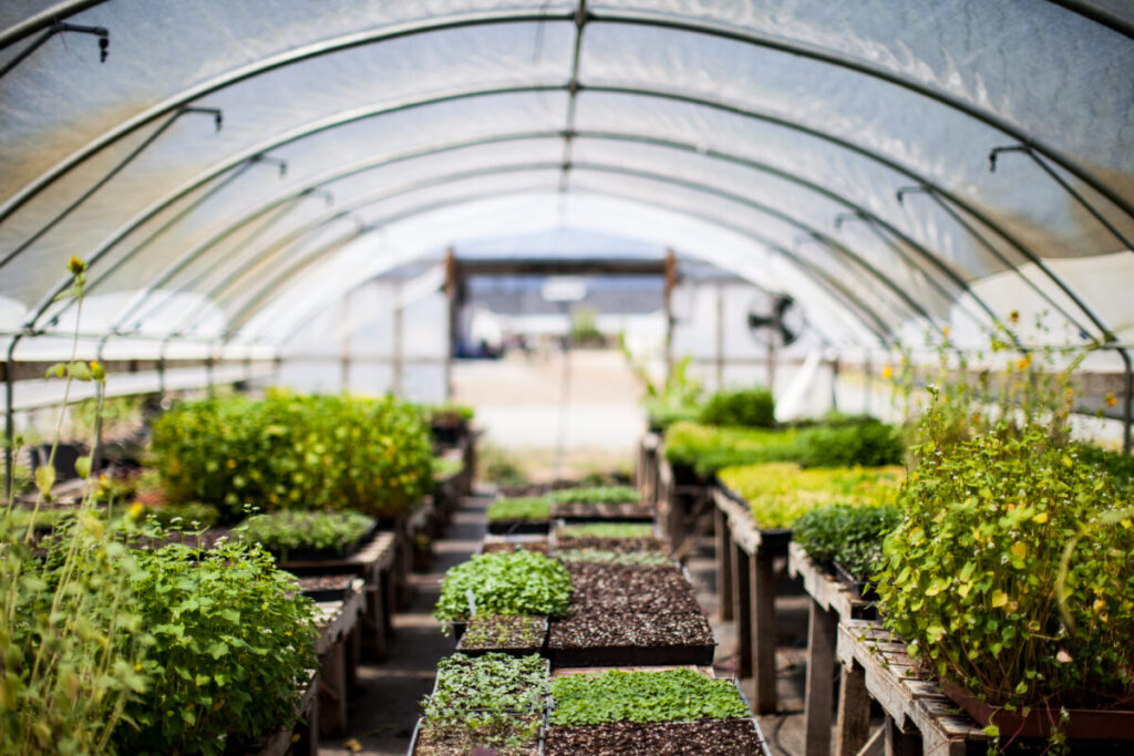 9 Essential Greenhouse Growing Strategies for Continuous Harvests Year-Round 9 Vibrant greenhouse filled with an assortment of green plants, highlighting their rich textures and healthy leaves.