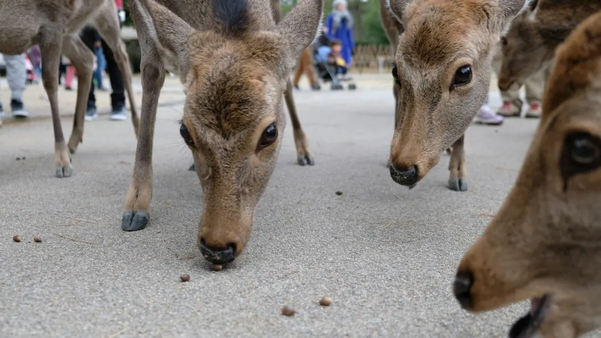 Are Deer Friendly? Understanding Deer Behavior Towards Humans and Other Wildlife 8 Group of Deers in Nara, Japan