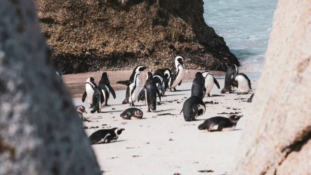 Group of penguins in Cape Town, South Africa