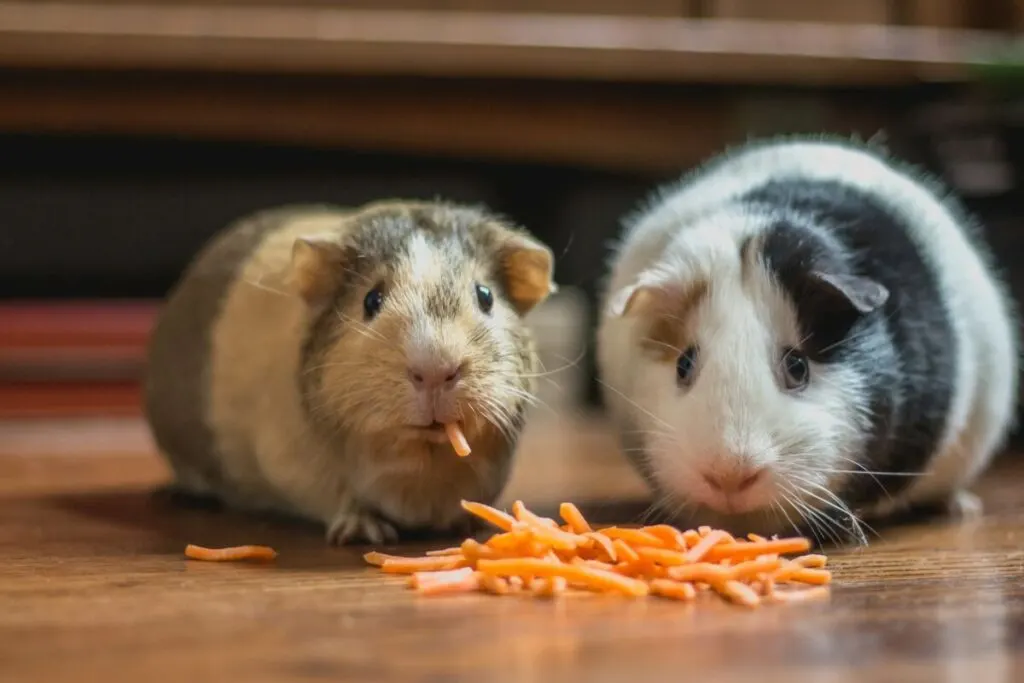 What Happens to Excess Carbohydrates in Animals? 3 Two guinea pigs eating carrots