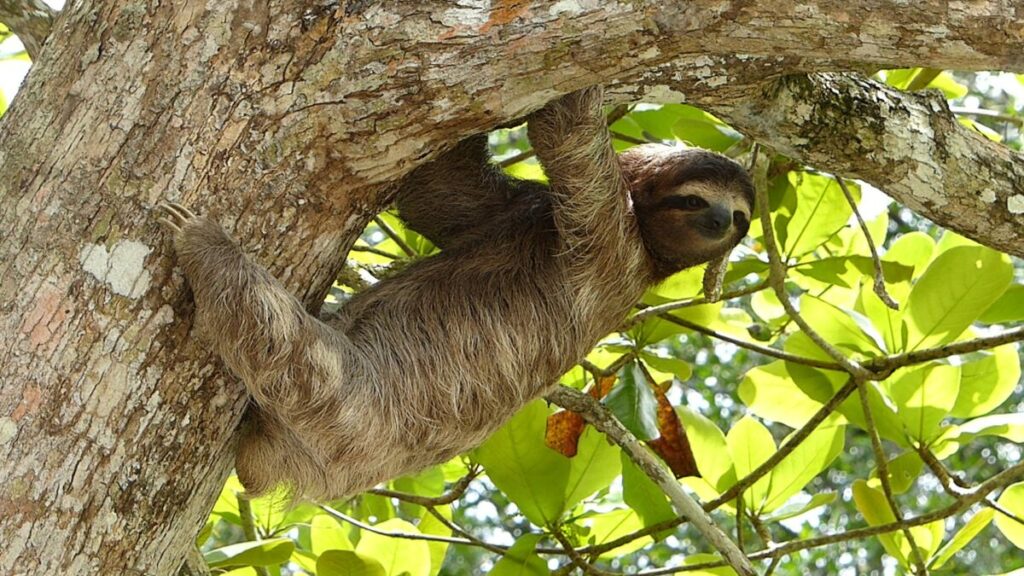 Sloths: Cute or Dangerous? Facts You Need to Know 1 Sloth hanging on a tree