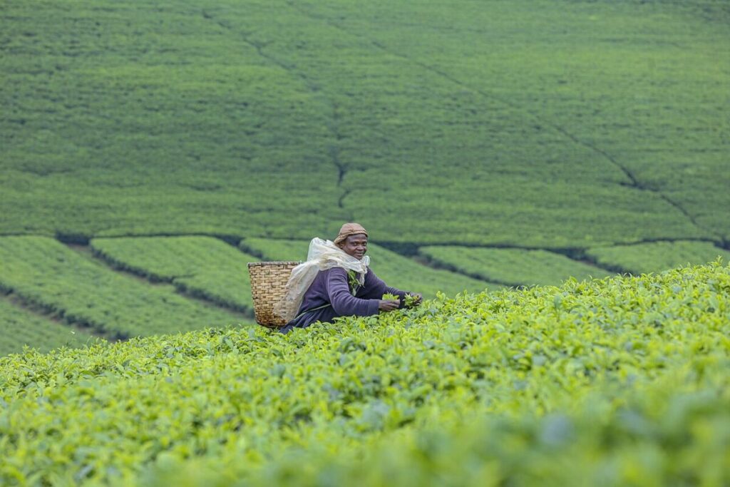 What Are the Effects of Overharvesting? 21 Man relaxes on a hillside, overlooking a scenic tea plantation filled with rows of tea bushes.