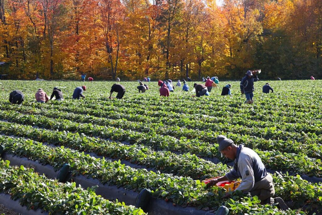What Are the Effects of Overharvesting? 12 Group of individuals harvesting strawberries in a lush green field under clear blue skies.