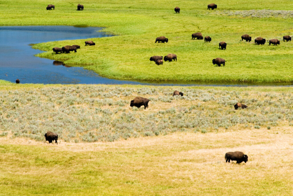 Wildlife Photography Guide: Ethical Camera Settings, Gear, and Fieldcraft 4 Bison grazing in Hayden Valley, Yellowstone National Park, surrounded by lush grass and distant mountains.