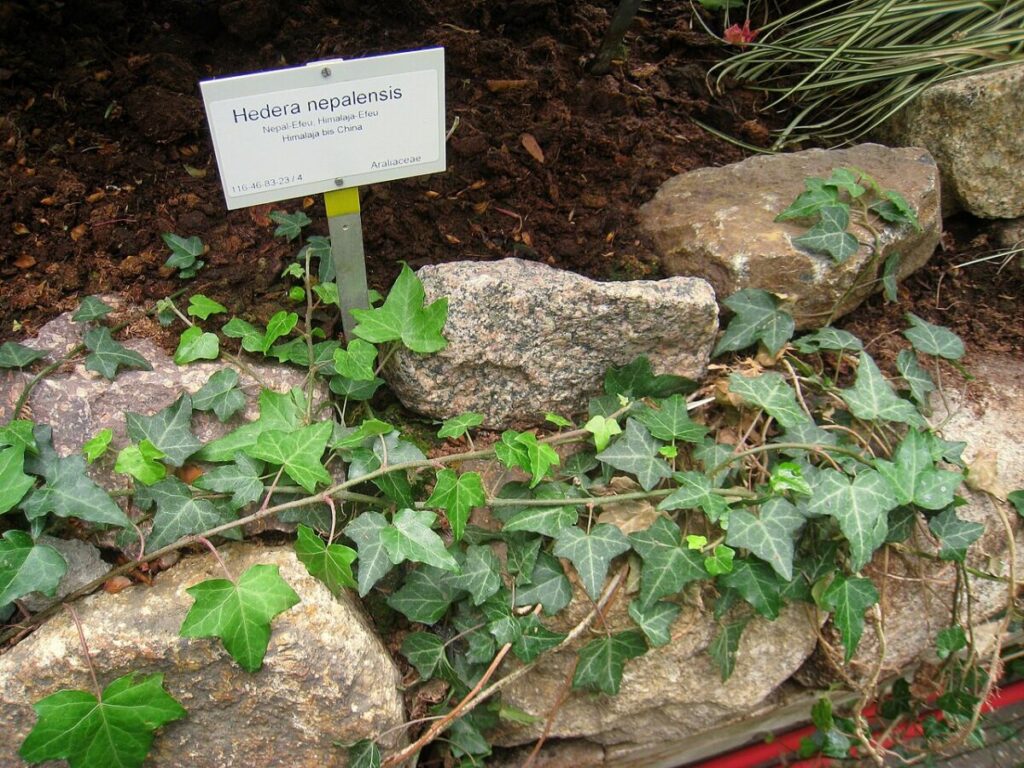20 Types of Ivy: True Ivies, Cultivars, and Lookalikes 13 Himalayan Ivy climbing on a wooden sign in a natural setting, showcasing vibrant green leaves against the background.