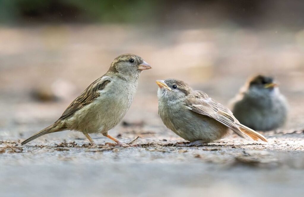 13 of the Most Populous Animals on Earth 2 Two small house sparrows positioned side by side on the ground, highlighting their typical brown and gray feathers.