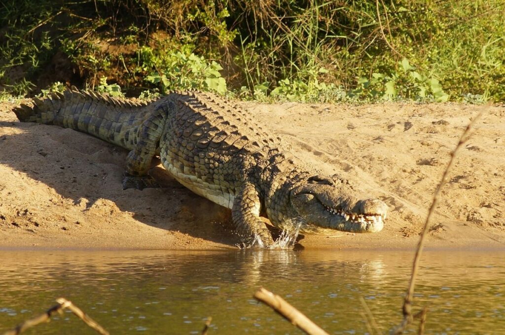 Alligator vs Crocodile: Unveiling the Riveting Battles of Reptilian Might 6 Huge crocodile with the water