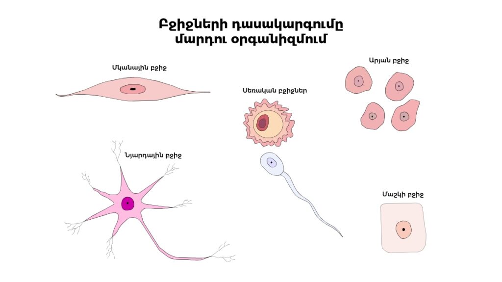 Are Humans Animals? 15 Things to Know 5 Different Human Body Cells