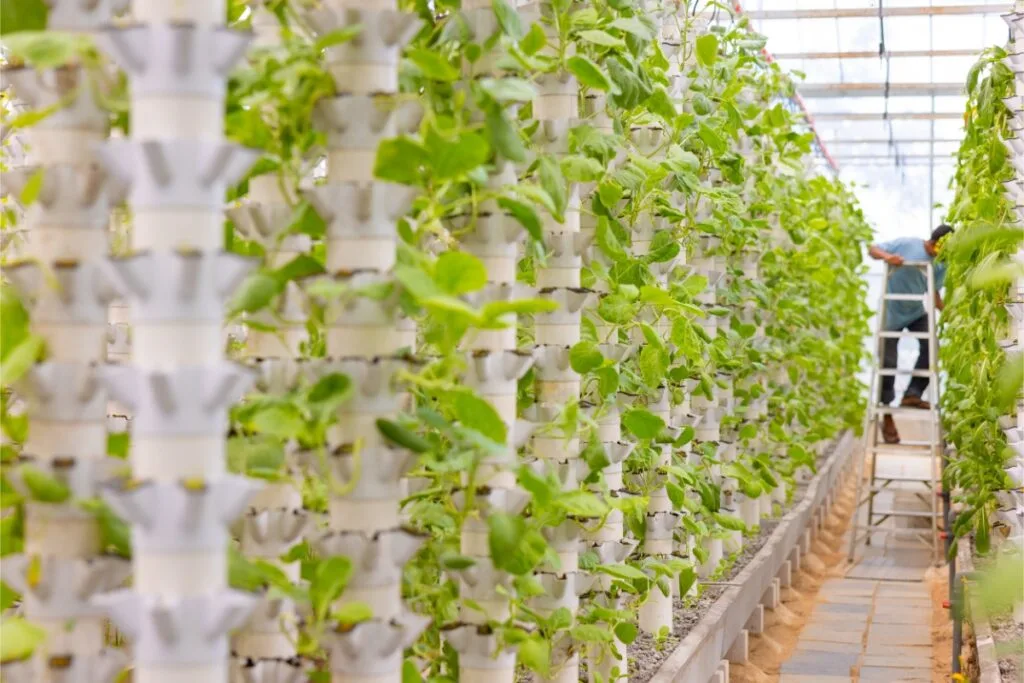 9 Essential Greenhouse Growing Strategies for Continuous Harvests Year-Round 5 Vertical hydroponic garden with vibrant green plants thriving in white pipes, showcasing modern gardening techniques.