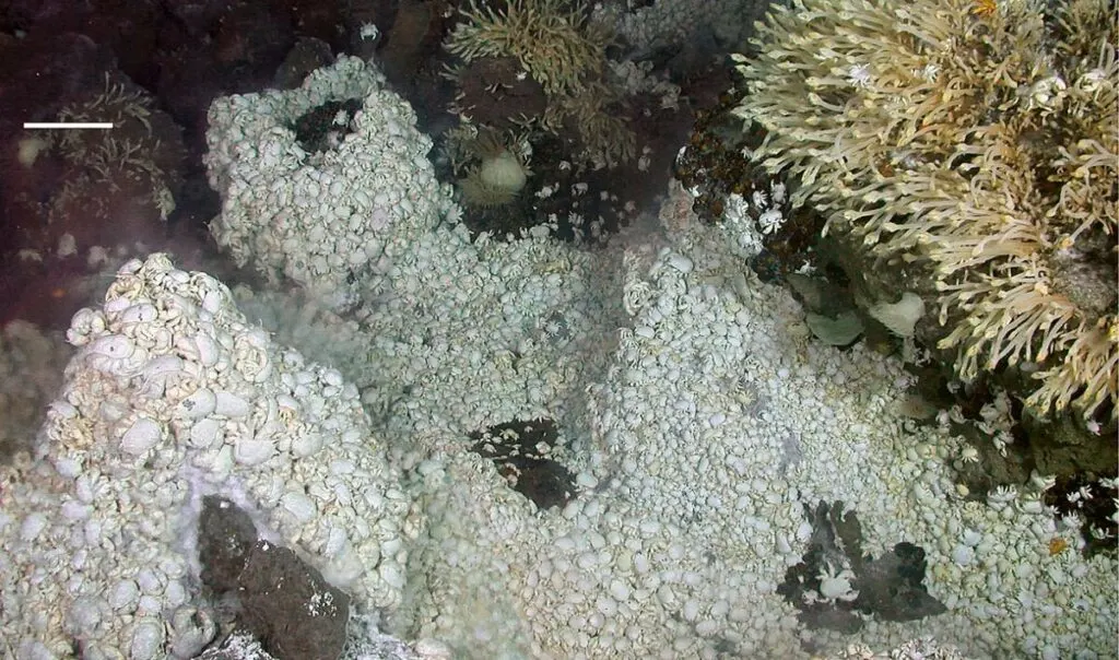 Hydrothermal Vents: The Mysteries of the Ocean's Powerful Underwater Fountains 11 Mass of anomuran crabs on a hydrothermal vent