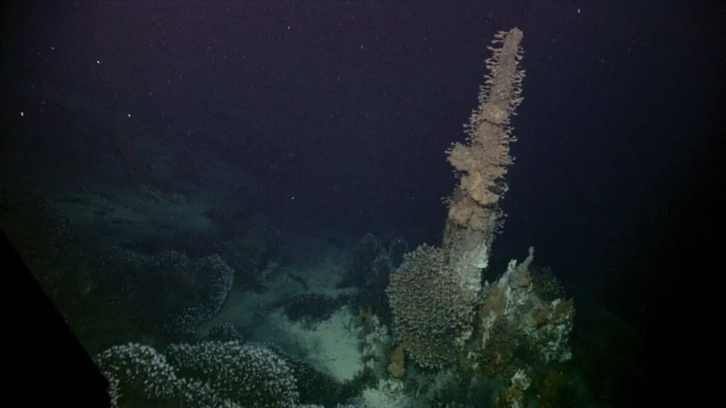 Hydrothermal Vents: The Mysteries of the Ocean's Powerful Underwater Fountains 10 Barnacles attached to a hydrothermal vent