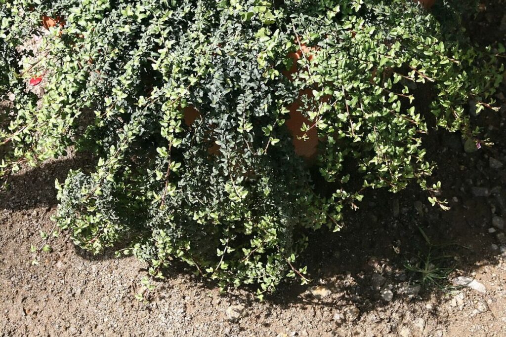 20 Types of Ivy: True Ivies, Cultivars, and Lookalikes 7 Lush green Ivalace Ivy leaves cascading over a rugged rock, showcasing a natural habitat.
